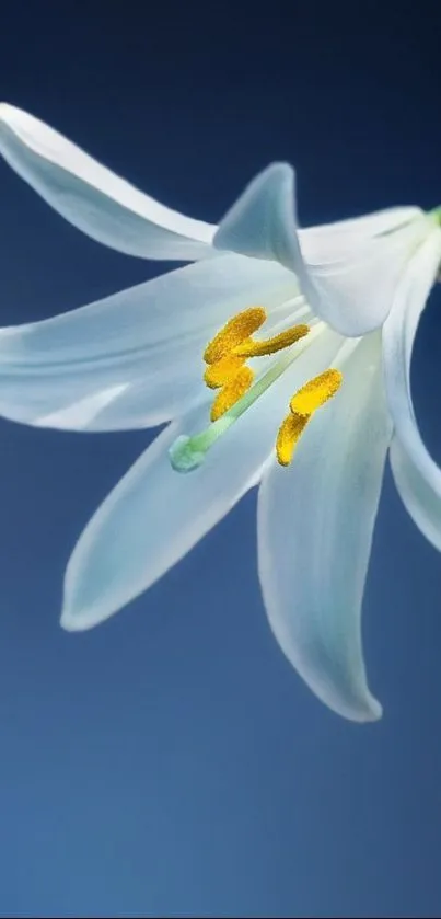 White lily flower on a blue background wallpaper.