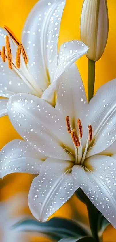 Elegant white lilies with droplets against a vibrant orange background.