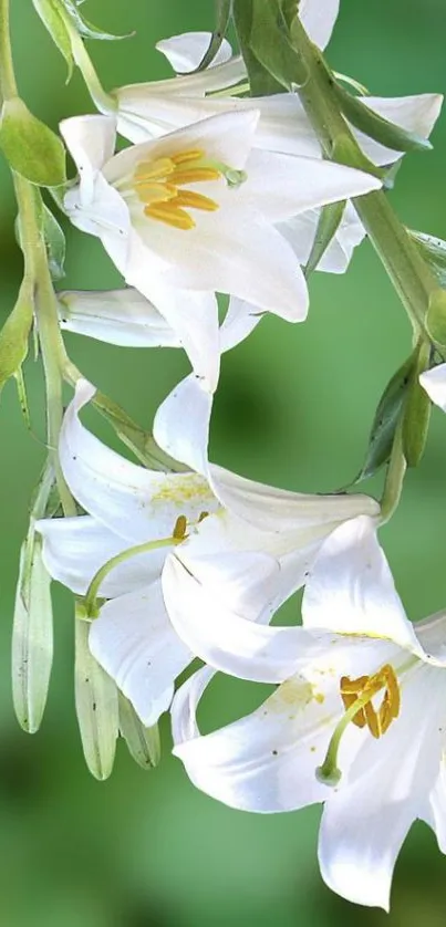 Mobile wallpaper with white lilies and green leaves.