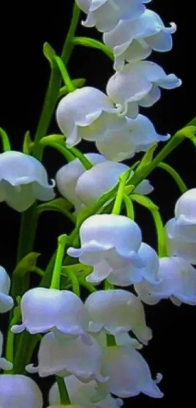 Lily of the Valley flowers with black background.