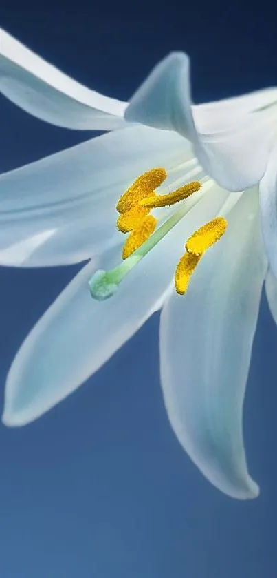 Elegant white lily on a blue background.