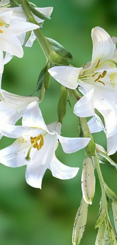 Elegant white lilies with green background.