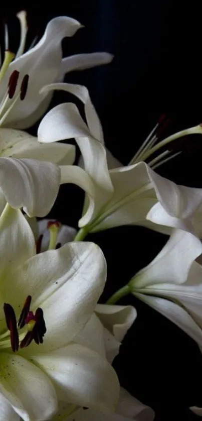 Elegant white lilies with dark background.