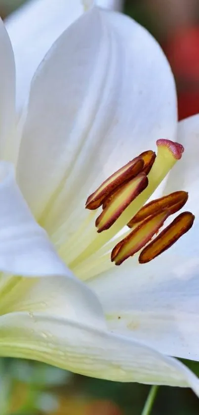 Close-up of a blooming white lily with visible stamen.