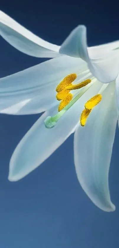 Serene white lily on rich blue background wallpaper.