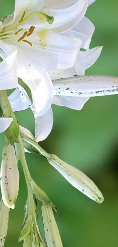 Elegant white lily with green background.