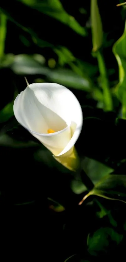 Elegant white lily flower with green background.