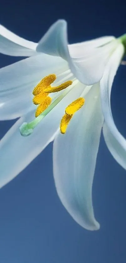 Elegant white lily against serene blue backdrop.