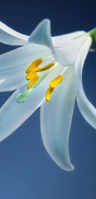 Elegant white lily against a calm blue background.