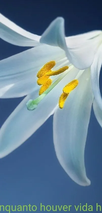 Graceful white lily on blue background wallpaper.