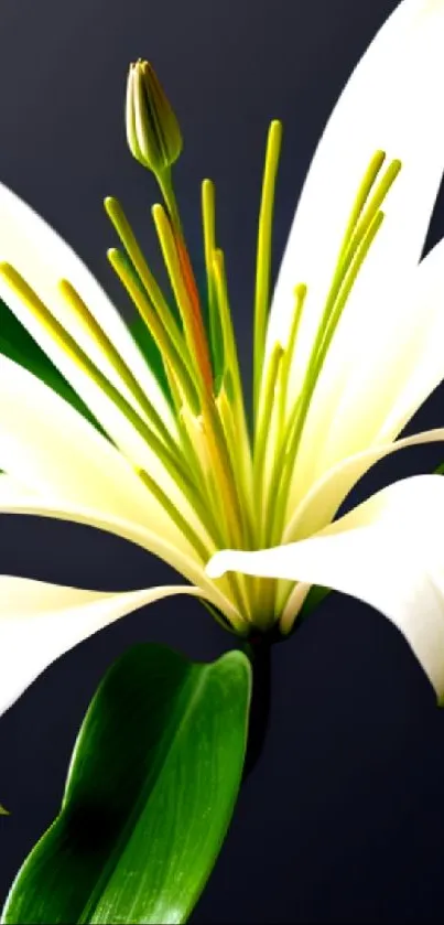 Elegant white lily on dark background phone wallpaper.