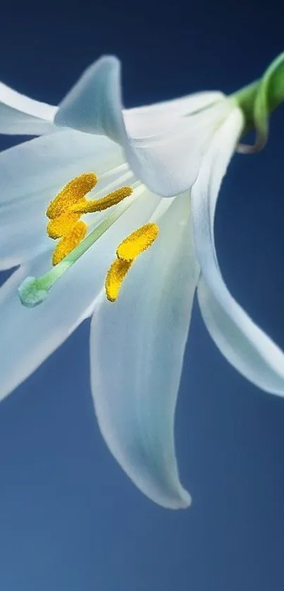 A close-up of a white lily against a deep blue background.