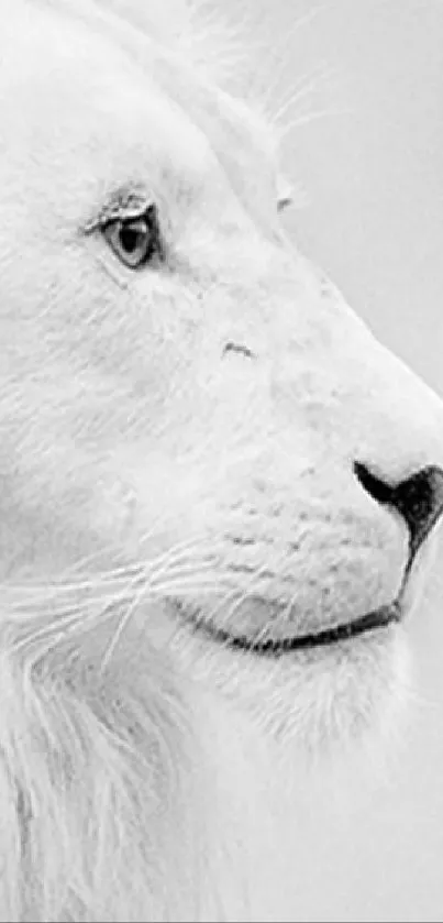 Profile of an elegant white lion in grayscale.