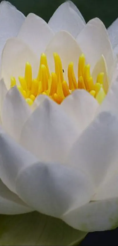 Close-up of a blooming white lotus flower.