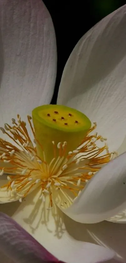 Close-up of elegant white lotus with vibrant yellow center.