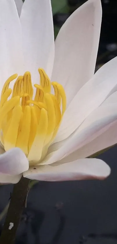 White lotus flower with yellow center on a dark background.