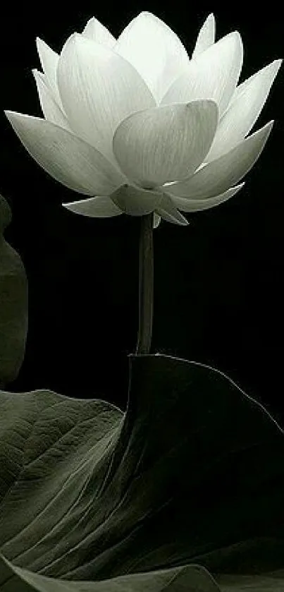 Elegant white lotus on dark background, perfect for serene mobile wallpaper.