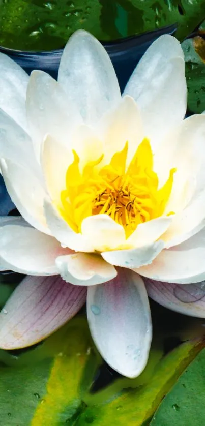 White lotus with yellow center on green leaves background.