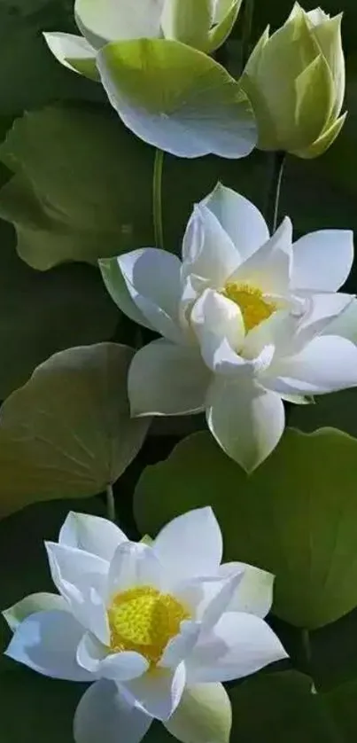 White lotus flowers with green leaves background.