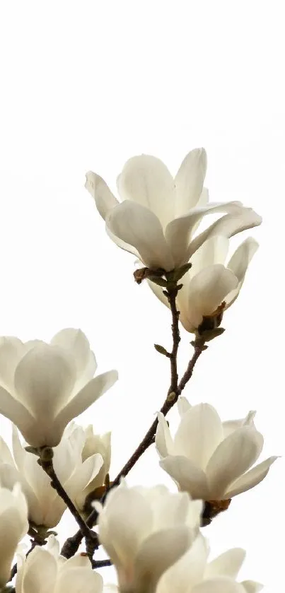 Elegant white magnolia flowers in bloom on a light background.