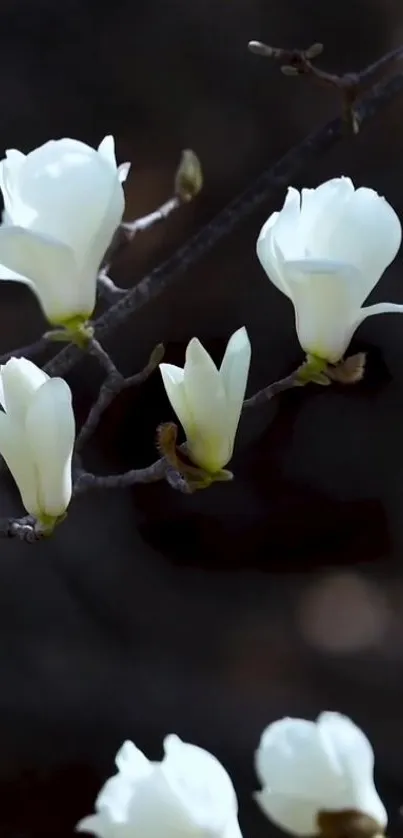 Elegant white magnolia flowers on dark background