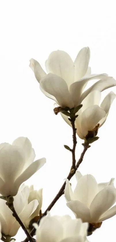 White magnolia blossoms on minimal background.