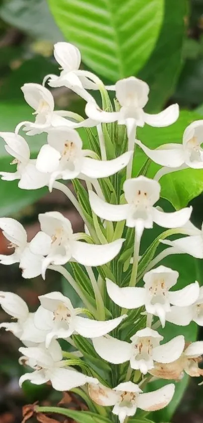 White orchid with green leaves mobile wallpaper.