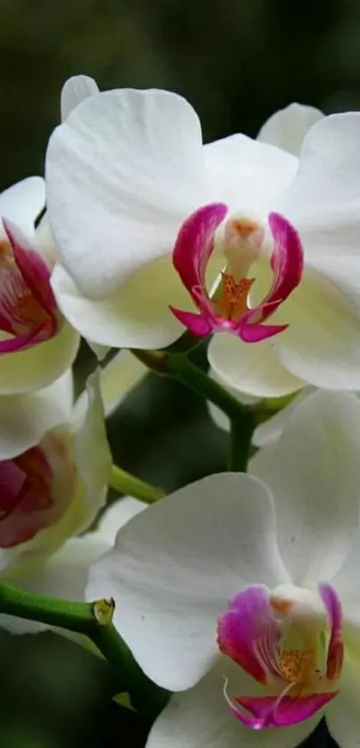 Elegant white orchids with vibrant centers