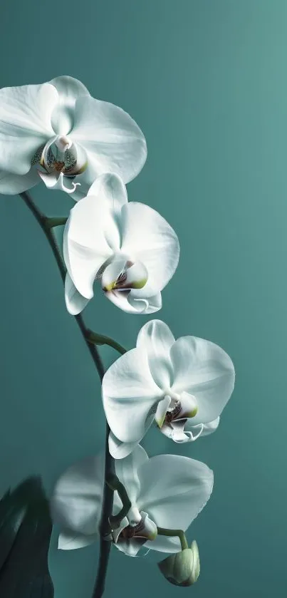 A serene wallpaper with elegant white orchids on a teal background.