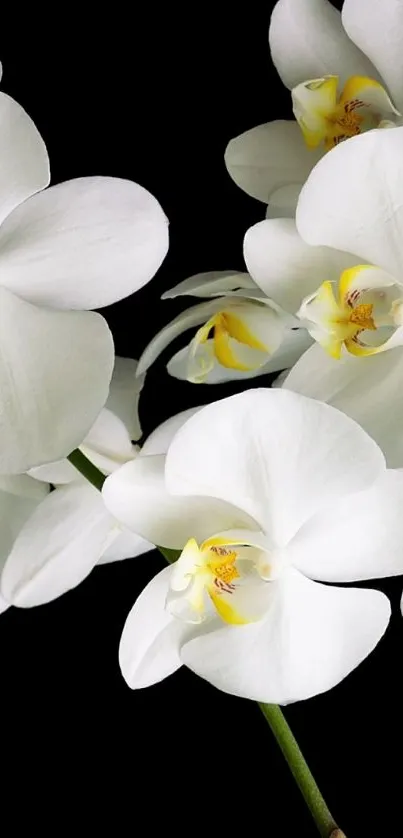 Elegant white orchid flowers on a black background.