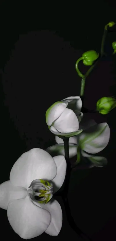 Close-up of a white orchid on a dark background.