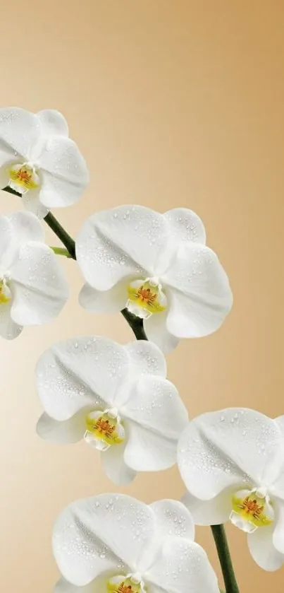 Mobile wallpaper featuring elegant white orchids on a beige gradient background.