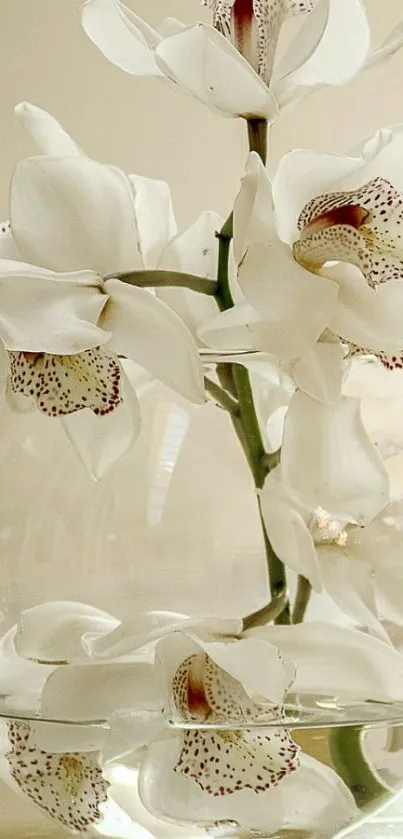 Elegant white orchids in a glass vase mobile wallpaper.