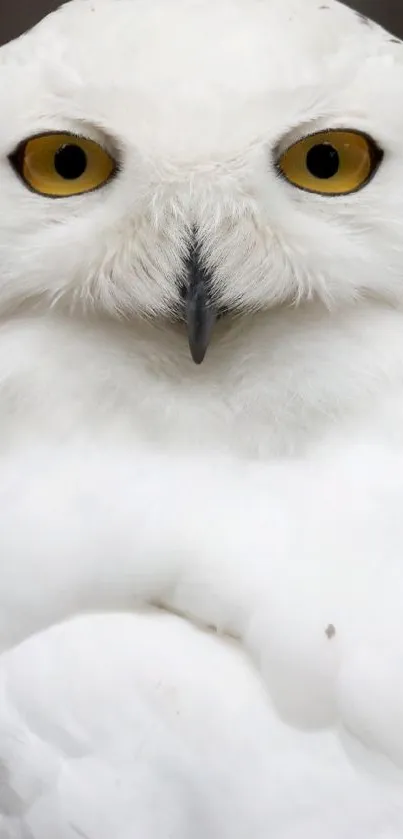 Close-up of a majestic white owl with striking yellow eyes for phone wallpaper.