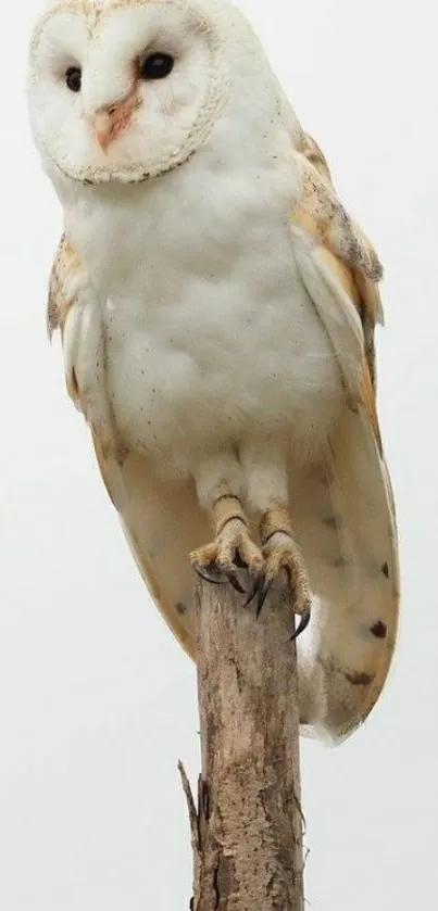 Elegant white barn owl perched on a wooden post set against a soft background.