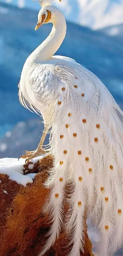 Elegant white peacock stands on a rock with scenic background.