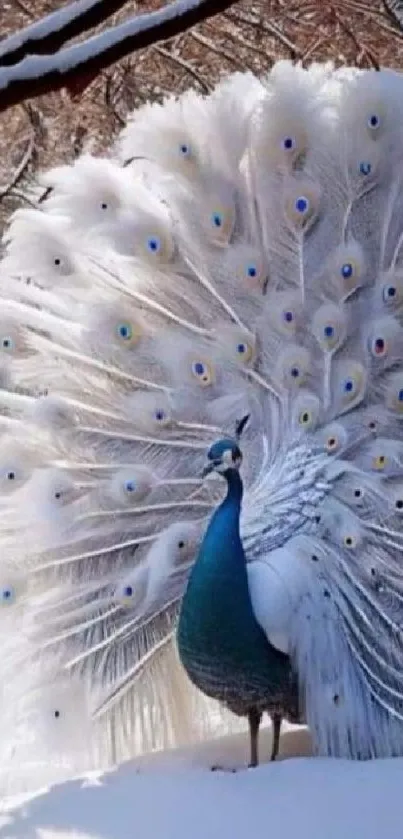 Elegant white peacock with fanned feathers in snow.