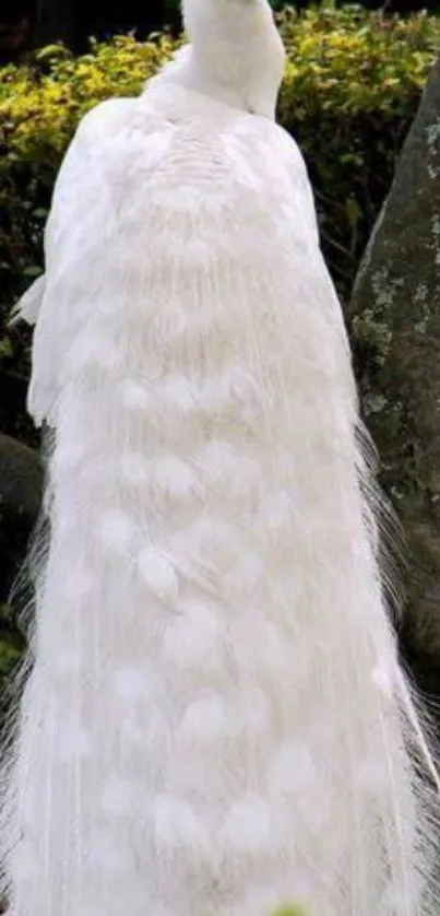 Elegant white peacock with long feathers in a tranquil natural setting.