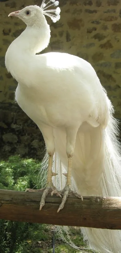 Elegant white peacock perched on a wooden branch, showcasing its stunning feathers.