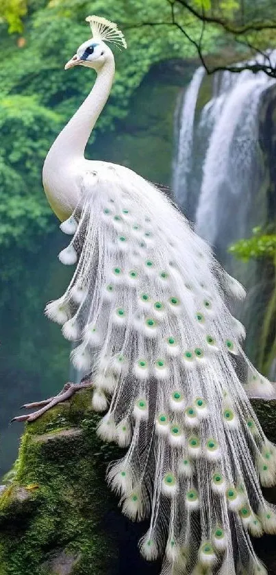 White peacock with lush forest background.