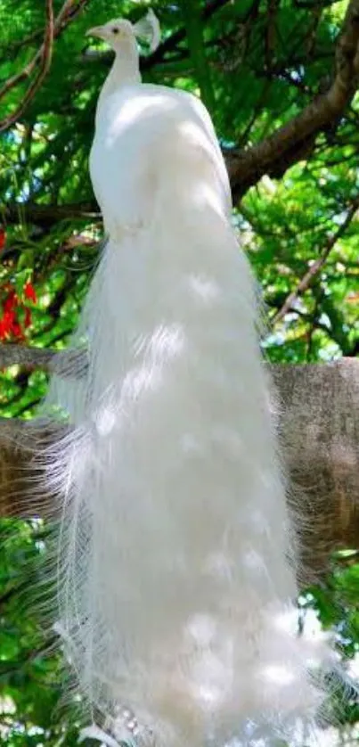 White peacock perched on a tree branch with vibrant green foliage.