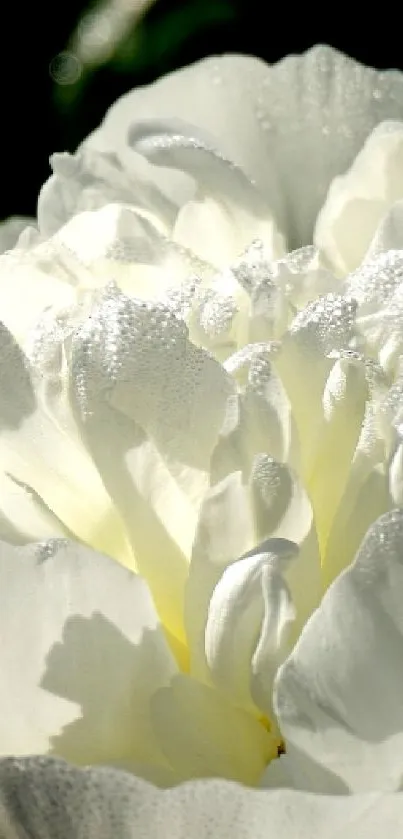 Close-up of an elegant white peony with dewdrops on its petals.