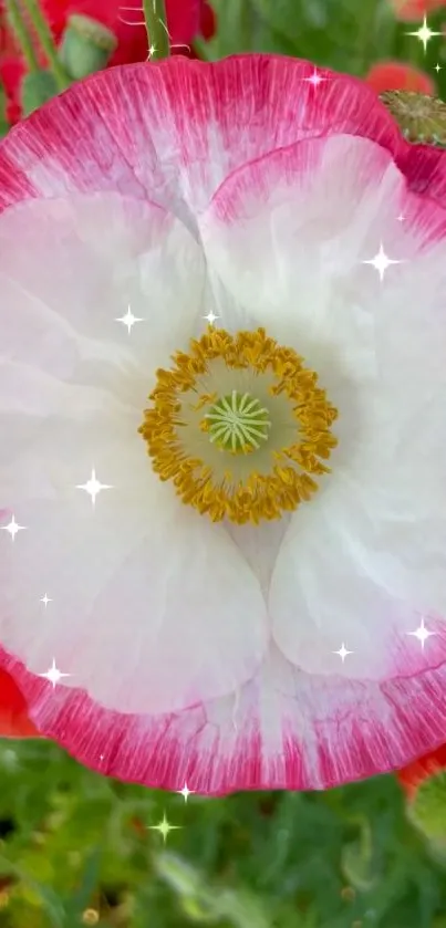 White poppy with pink edges against a green background adorned with sparkles.