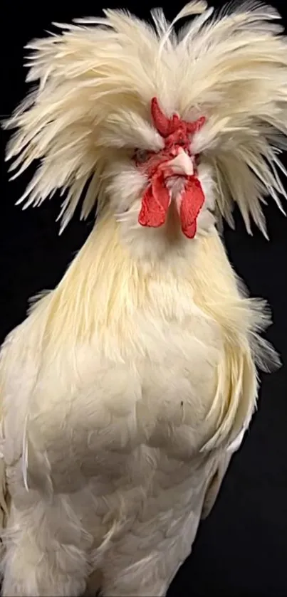 Majestic white rooster with a fluffy crest and red comb on a black background.