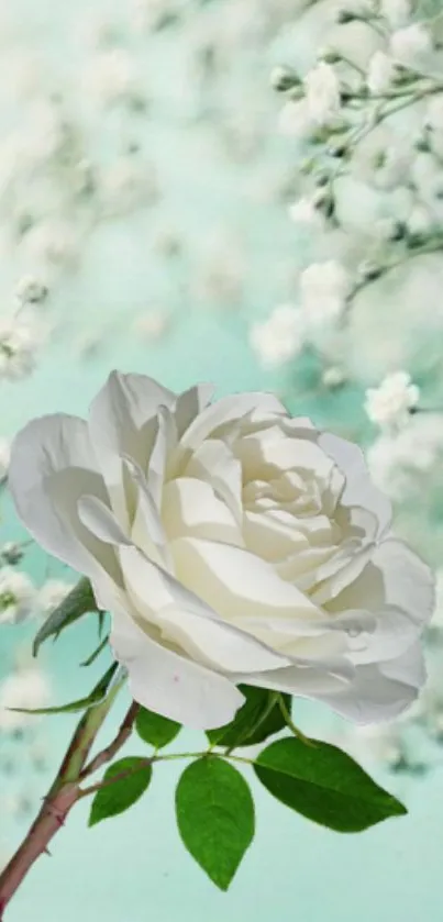 White rose on turquoise background with delicate flowers.