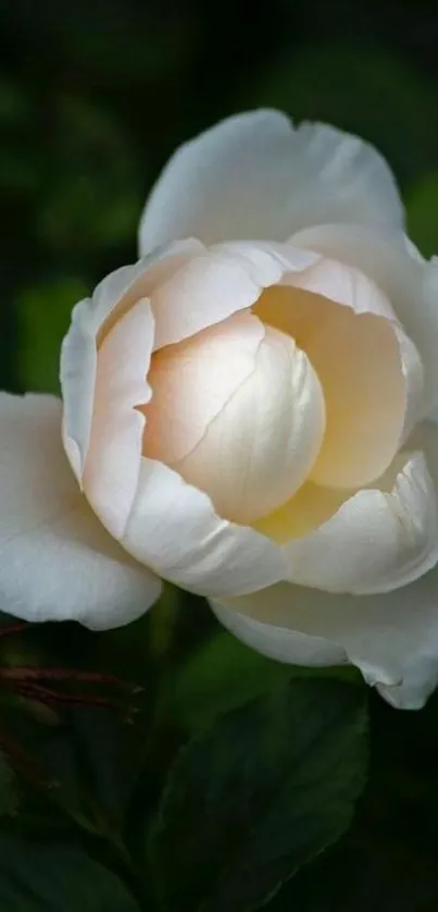 Close-up of an elegant white rose in bloom against dark foliage.