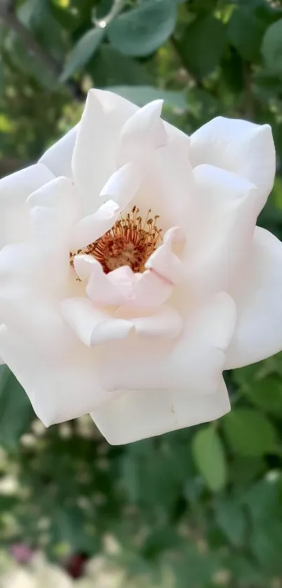 Beautiful white rose in bloom with green leaves in the background.