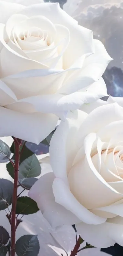 Elegant white roses in a serene background.