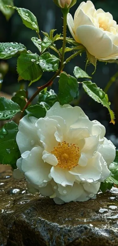 Close-up of white roses with dew drops.