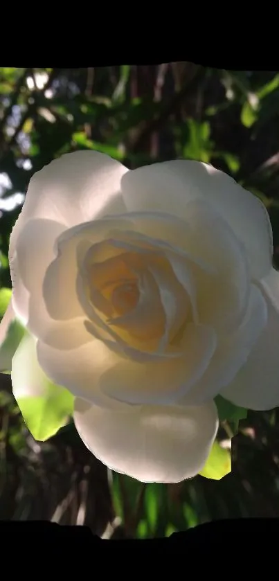 Elegant white rose with a lush green background.